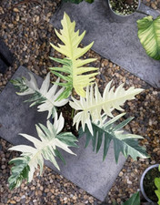 80002800 philodendron florida gebraucht kaufen  Reutlingen