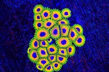 Great owl zoa for sale  Placentia