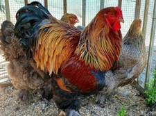 Gold partridge brahma for sale  HOLSWORTHY