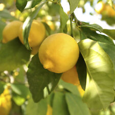 Large lemon tree for sale  PETERBOROUGH