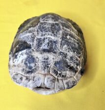 Genuine pond turtle for sale  Purvis