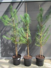 Pinus pinea schirm gebraucht kaufen  Wuppertal