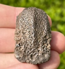 Rare texas fossil for sale  Coppell