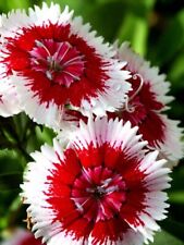 1513wd dianthus red gebraucht kaufen  Dettingen an der Erms