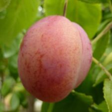 Königin viktoria aromatische gebraucht kaufen  Detmold