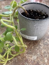 Vick plant plectranthus for sale  Hancock