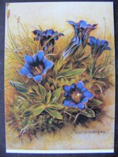 Postkarte ansichtskarte blumen gebraucht kaufen  Bremen
