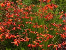 Bulk lot crocosmia for sale  Onalaska