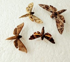 Hawk moth collection for sale  SLEAFORD