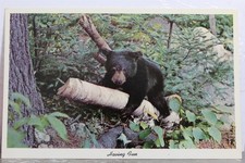 Cartão postal antigo vintage animal urso se divertindo cartão postal lembrança padrão comprar usado  Enviando para Brazil