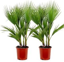 Palma messicana washingtonia usato  Valmacca