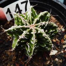 Astrophytum myriostigma uebelm usato  Spedire a Italy