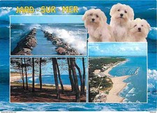 Animals dogs maltese d'occasion  Expédié en Belgium