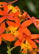 Bare root epidendrum for sale  Boynton Beach