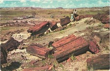 Petrified woods petrified d'occasion  Expédié en Belgium