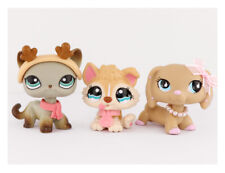 Lps shorthair cat for sale  Las Vegas