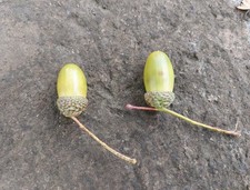 Fresh acorns mature for sale  OAKHAM