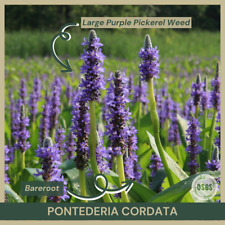Bareroot pontederia cordata for sale  Portville