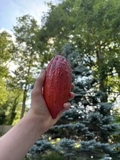 Theobroma cocoa seedling for sale  Fairfax