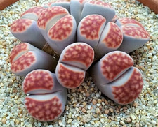 Sale871 lithops helmutii gebraucht kaufen  Dettingen an der Erms