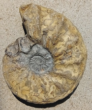 Ammonit ceratites gebraucht kaufen  Stadthagen
