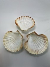 Large natural white for sale  West Grove