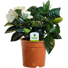 Gardenia jasminoides plant for sale  UK