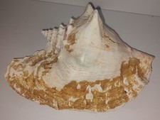Vintage conch seashell for sale  Ocala