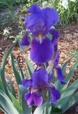 Lots 100 irises for sale  Phelan