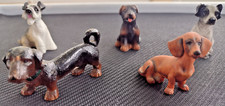 miniature dachshund for sale miniature dachshund for sale North Olmsted