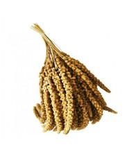Spighe panico sfuse usato  Bagheria