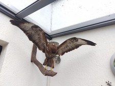 Deko greifvogel bussard gebraucht kaufen  Wuppertal