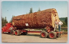 Giant fir log for sale  Athens