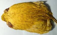 Cou coq indien d'occasion  Clermont-Ferrand-