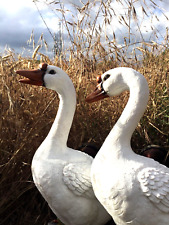 Gänsepaar gebraucht kaufen  Versand nach Germany