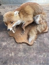 Taxidermy fox full for sale  LUTTERWORTH