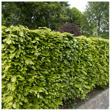 Green beech hedging for sale  NEWTOWNARDS