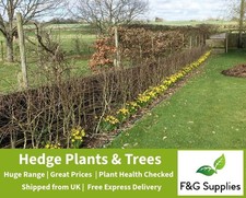 Mixed native hedge for sale Mixed native hedge for sale  ALTON