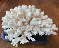 Natural white cauliflower for sale  Bloomingdale