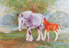 foals poster for sale  NELSON
