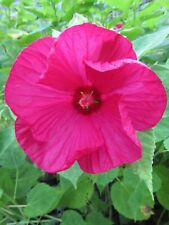 Hibiscus extreme magenta gebraucht kaufen  Wuppertal
