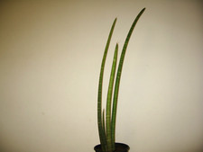 Sansevieria stuckyi rare for sale  Valley Center
