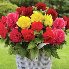 Begonia nonstop bedding for sale  GLASGOW