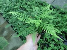 Dicksonia antarctica antarktis gebraucht kaufen  Wuppertal