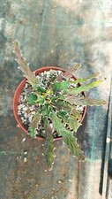 Euphorbia brevitorta kenya usato  Floridia