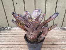 Neoregelia hannibal lecter for sale  Homestead