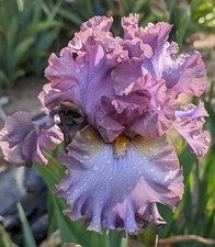 french lavender plants for sale french lavender plants for sale Ahsahka