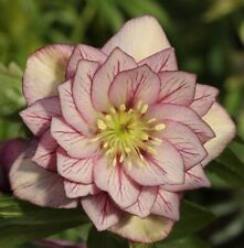 Christrose lenzrose double gebraucht kaufen  Bad Zwischenahn