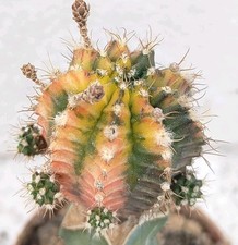 Gymnocalycium mihanovichii nis usato Gymnocalycium mihanovichii nis usato  Lecce