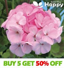Geranium appleblossom seeds for sale  DONCASTER
